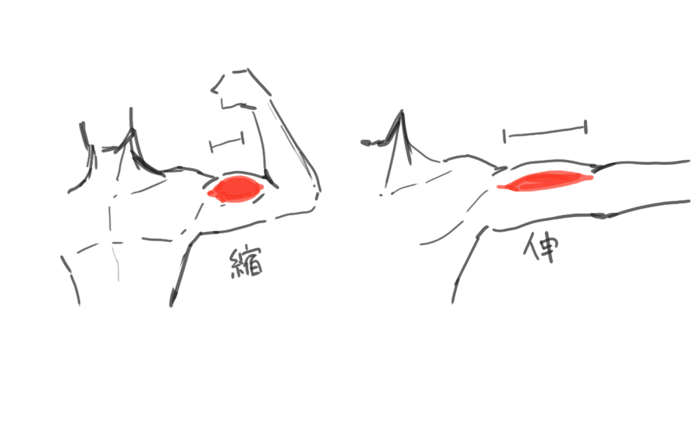 腕の描き方5